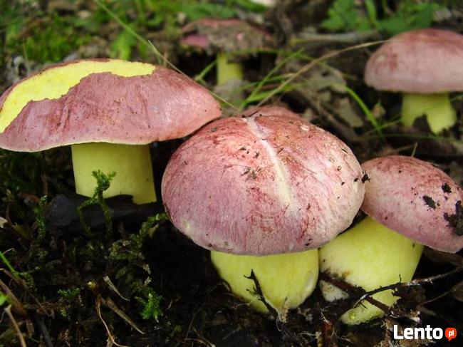 Super Mycelium. Biologiczna Borowik królewski