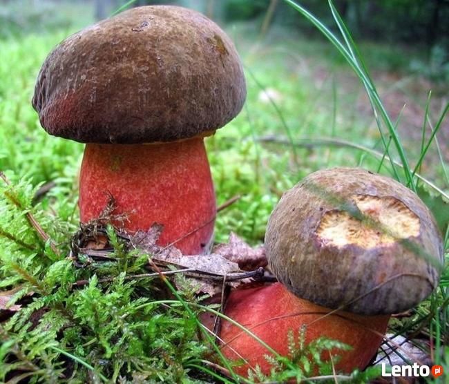 Super Mycelium Grzybnia Biologiczna Borowik ceglastopory