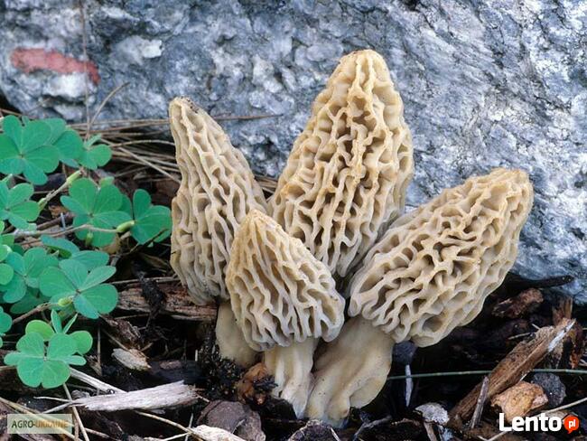 Mycelium. Biologiczny Smardz delikatesny.