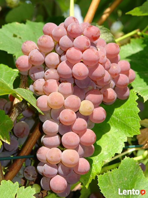 Sadzonki winorośli, winogrona - winnica Golesz