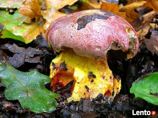 Super Mycelium. Biologiczna Borowik królewski