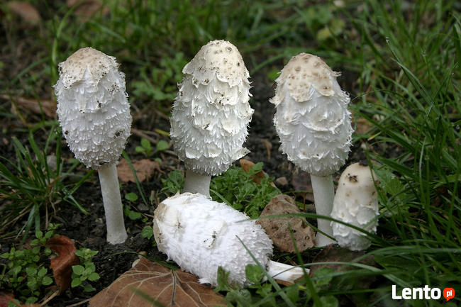 Super Mycelium. Grzybnia Biologiczna Czernidłak kolpakowaty