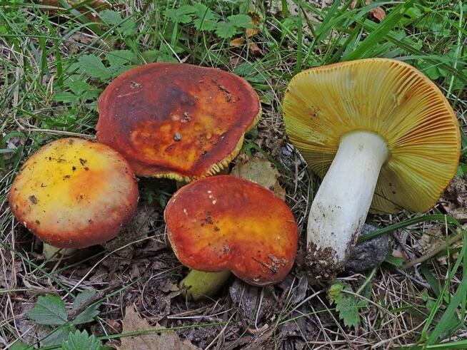 Super Mycelium Grzybnia żywego grzyba Gołąbek złotawy