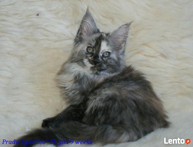 Wspaniałe kociaczki maine coon