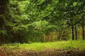 INWENTARYZACJA DENDROLOGICZNA, ZIELENI