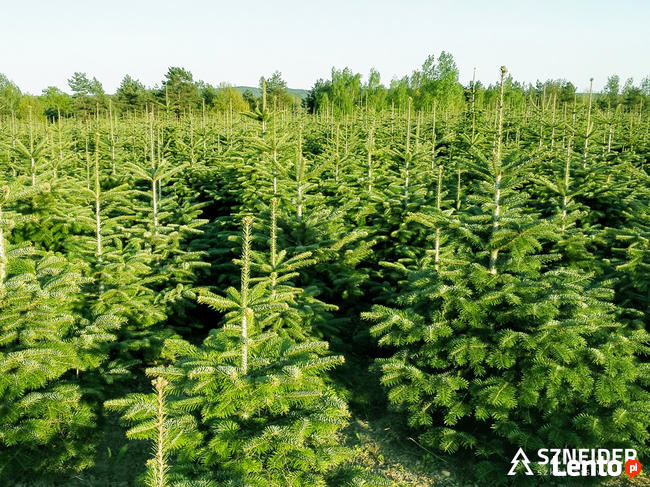 Choinki jodła kaukaska z PL plantacji 80-300 cm stała cena