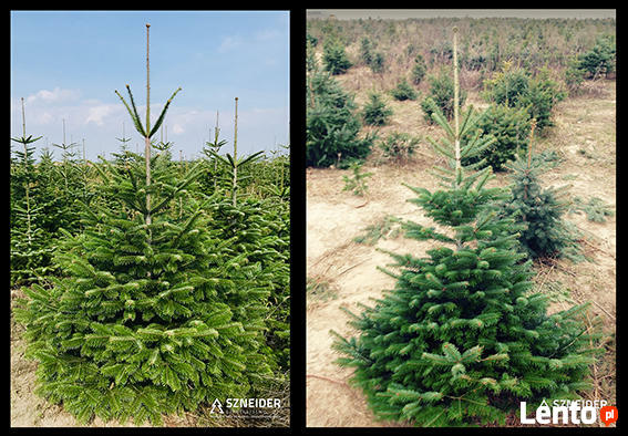 Choinki jodła kaukaska z PL plantacji 80-300 cm stała cena