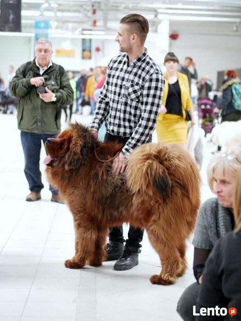 Reproduktor Mastif Tybetański czerwony 100% chińska krew