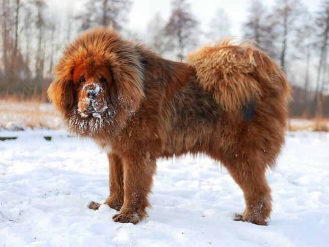 Reproduktor Mastif Tybetański czerwony 100% chińska krew