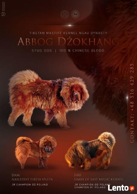 Reproduktor Mastif Tybetański czerwony 100% chińska krew