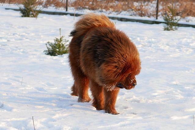 Reproduktor Mastif Tybetański czerwony 100% chińska krew