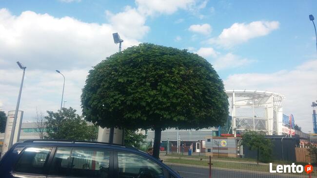 DRZEWA, WYCINKA, ŚCINKA, PRZYCINKA, PIELĘGNACJA, ARBORYSTYKA