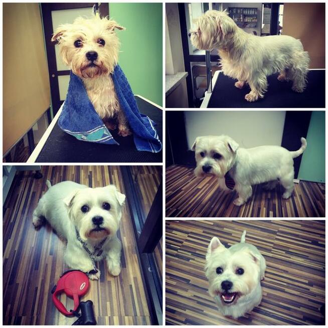 Salon Pielęgnacji Zwierząt U Nusi groomer Kraków