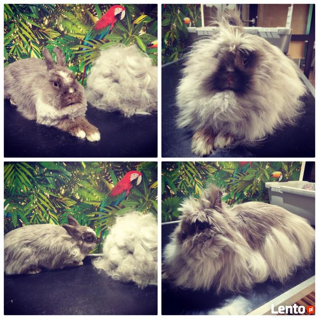 Salon Pielęgnacji Zwierząt U Nusi groomer Kraków