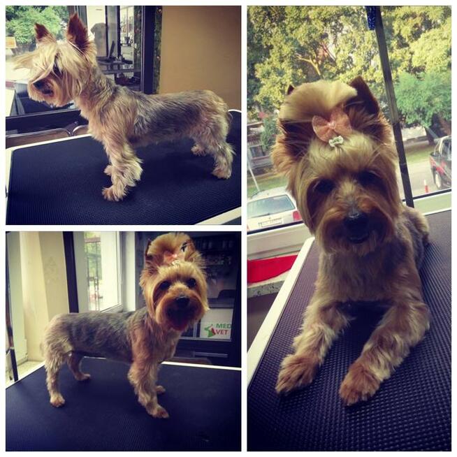 Salon Pielęgnacji Zwierząt U Nusi groomer Kraków