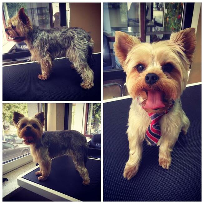 Salon Pielęgnacji Zwierząt U Nusi groomer Kraków