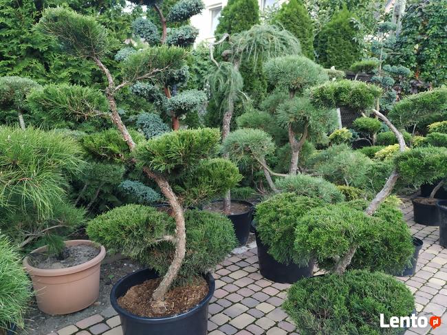 Niwaki - BONSAI ,Drzewka formowane -SZKÓLKA Ustroń w.śląskie