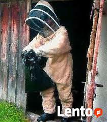 Usuwanie gnazd os i szerszeni