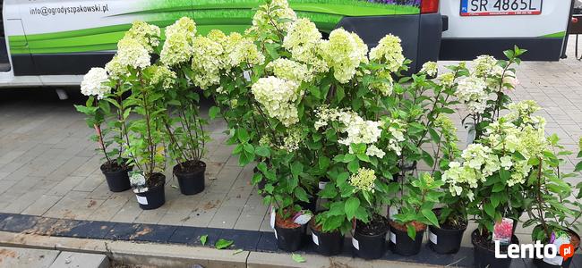 OGRODY SZPAKOWSKI. ZAKŁADANIE i PIELĘGNACJA OGRODÓW.