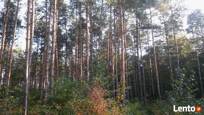 Sprzedam las.