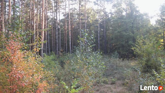 Sprzedam las.