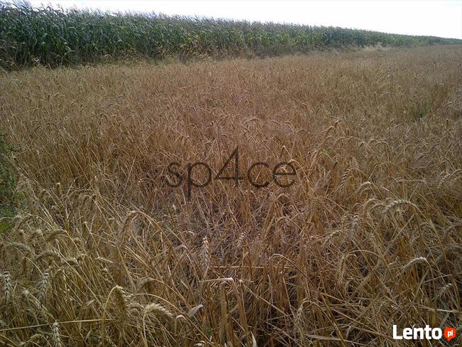 Pracujące GOSPODARSTWO ROLNE. Sprzedaż od 100 ha