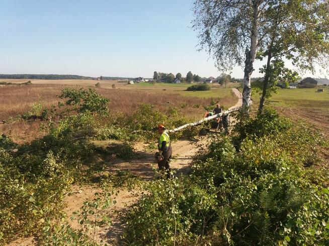 Wycinka drzew metodami alpinistycznymi