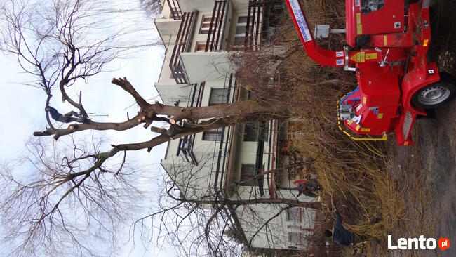 Wycinka drzew metodami alpinistycznymi