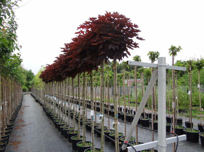 Wycinka drzew metodami alpinistycznymi