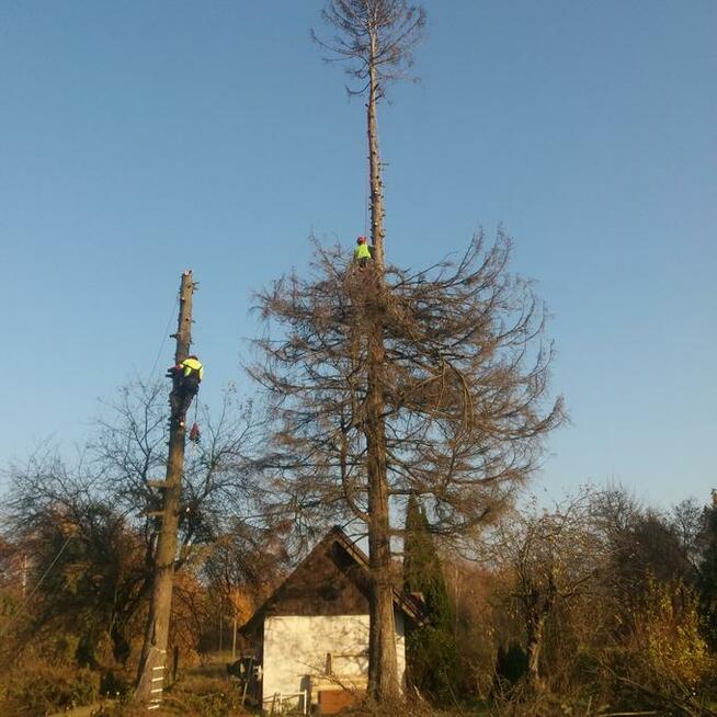 Wycinka drzew metodami alpinistycznymi