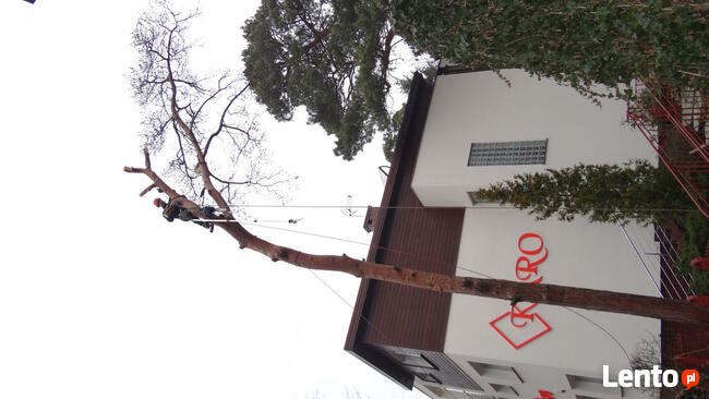 Wycinka drzew metodami alpinistycznymi