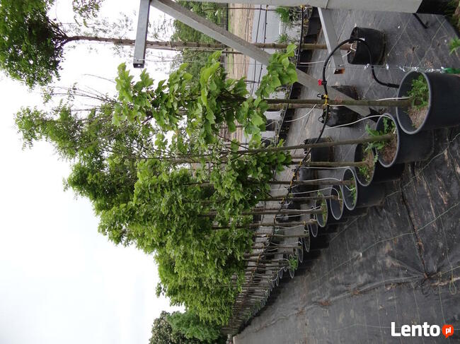 Wycinka drzew metodami alpinistycznymi