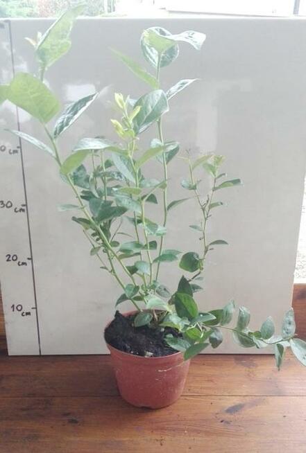 Borówka amerykańska sadzonki