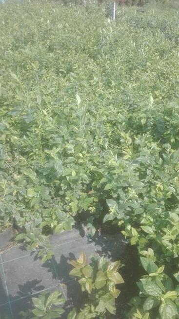 Borówka amerykańska sadzonki