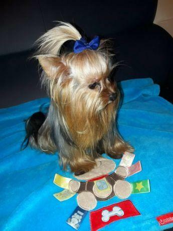 york miniaturka 1,7 kg reproduktor z rodowodem