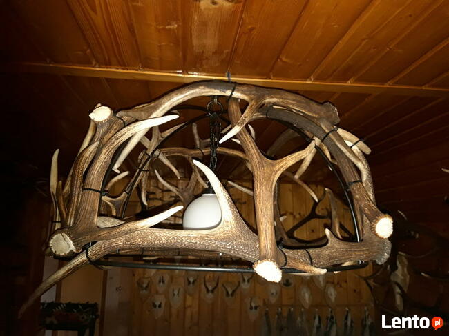 Żyrandol z poroża jelenia 16sztuk zrzutów waga 27kg.