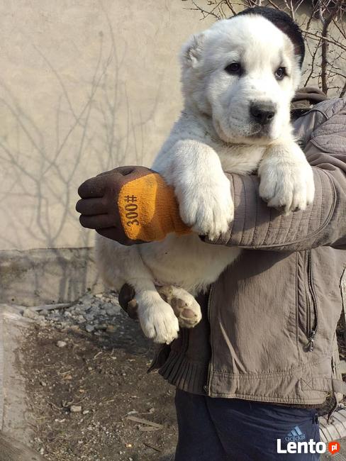 OWCZAREK ŚRODKOWOAZJATYCKI