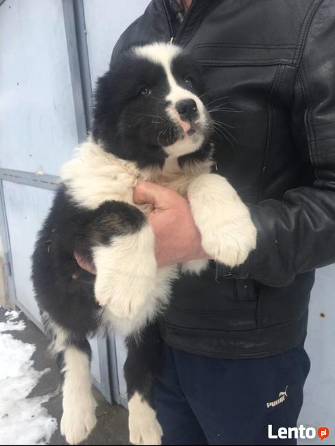 OWCZAREK ŚRODKOWOAZJATYCKI