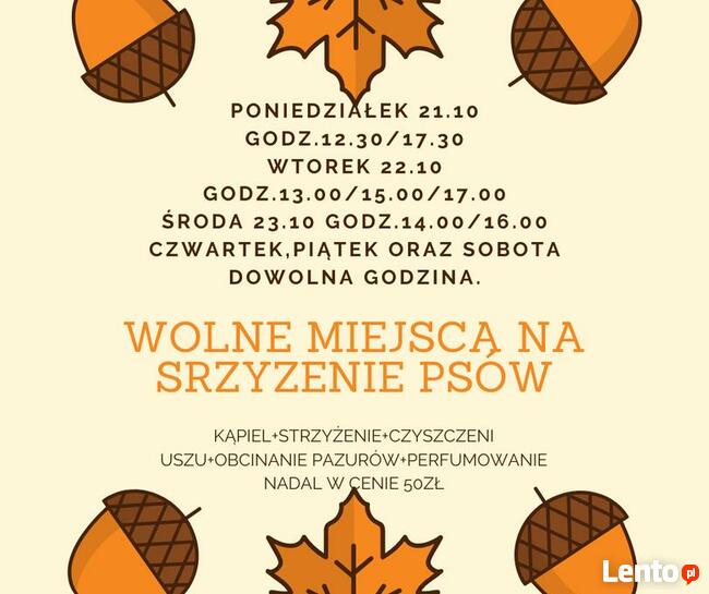 strzyzenie psow groomer lublin najtaniej