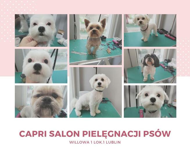 strzyzenie psow groomer lublin najtaniej