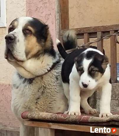 OWCZAREK ŚRODKOWOAZJATYCKI