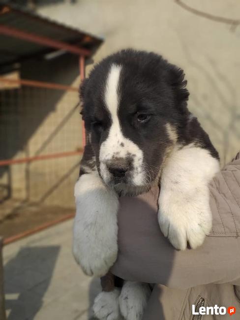 OWCZAREK ŚRODKOWOAZJATYCKI