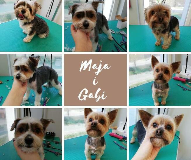 strzyzenie psow groomer lublin najtaniej