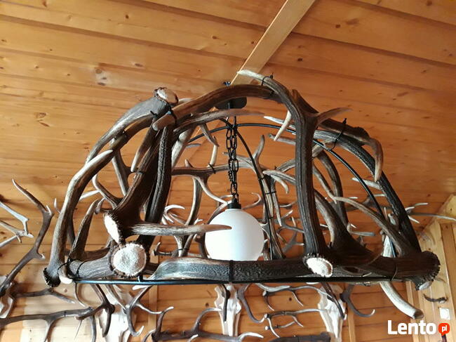 Żyrandol z poroża jelenia 16sztuk zrzutów waga 27kg.