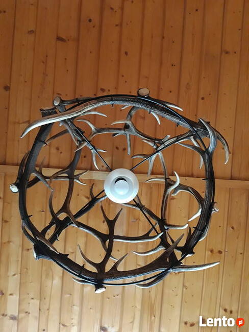 Żyrandol z poroża jelenia 16sztuk zrzutów waga 27kg.