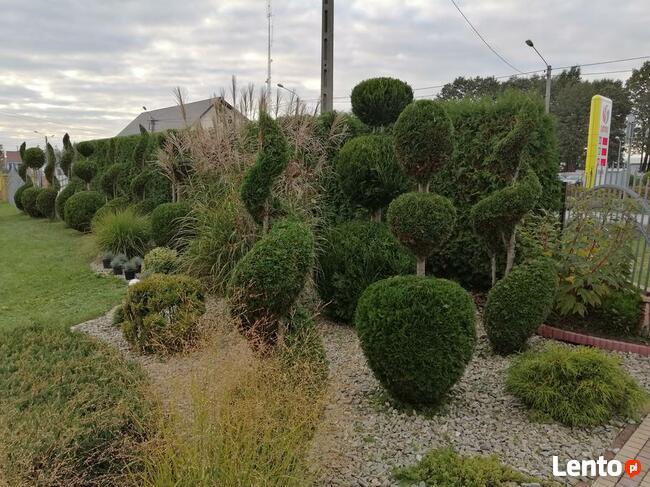 Pielęgnacja ogrodów