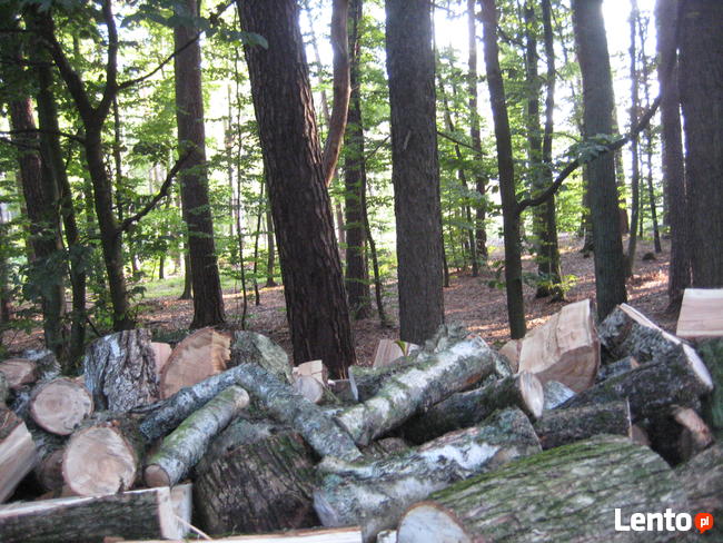 Drewno kominkowe: dąb, dąb czerwony, akacja - cięte i łupane