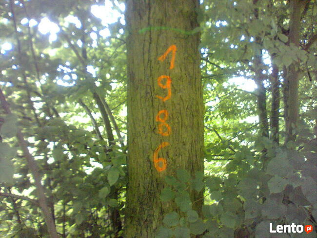 Inwentaryzacja dendrologiczna. Tarnów