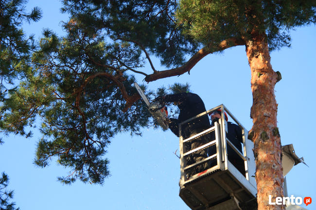 Wycinka i korekta drzew