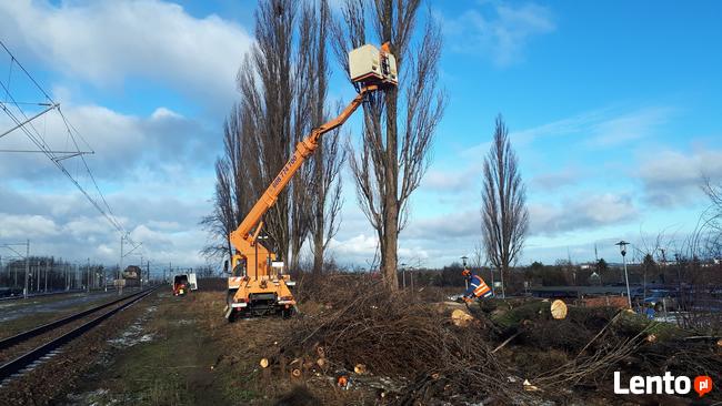 Wycinka i korekta drzew